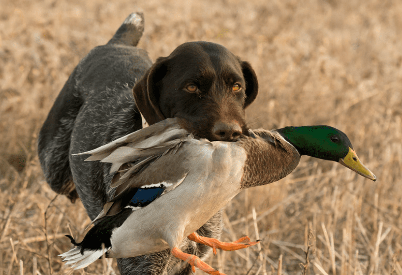 Hunting dog holding a duck
